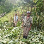 Pruning the Inga Alleys