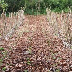 Planting new crops
