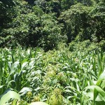 Crop ready for harvest