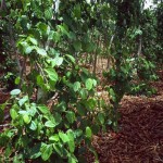 Pepper grown as a cash crop using Inga alley cropping Pepper grown as a cash crop using Inga alley cropping