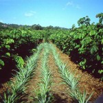 Pineapple grown as a cash crop using Inga alley cropping Pineapple grown as a cash crop using Inga alley cropping