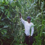 Maize in an Inga alley cropping system Maize in an Inga alley cropping system