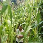 Healthy maize plants Healthy maize plants