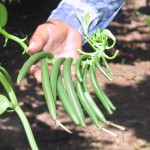 Vanilla seedpods grown in an Inga alley cropping system Vanilla seedpods grown in an Inga alley cropping system