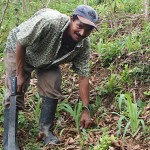 A farmer and his young maize crop A farmer and his young maize crop