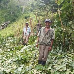 Farmers pruning and mulching an Inga alley plot