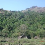 A surviving patch of rainforest