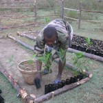 The start of the project's tree nursery