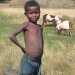 A young zebu herder